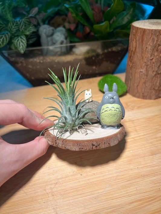 Airplant with Totoro Figurine Resting on Real Wood Coaster