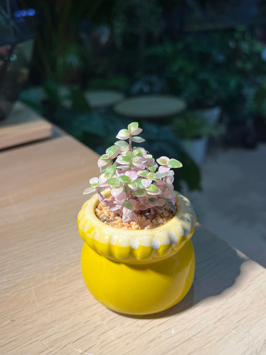 Callisia 'Pink Lady' in Petal Edge Ceramic Pot