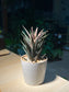 Haworthia in Tall Cylindrical Pot