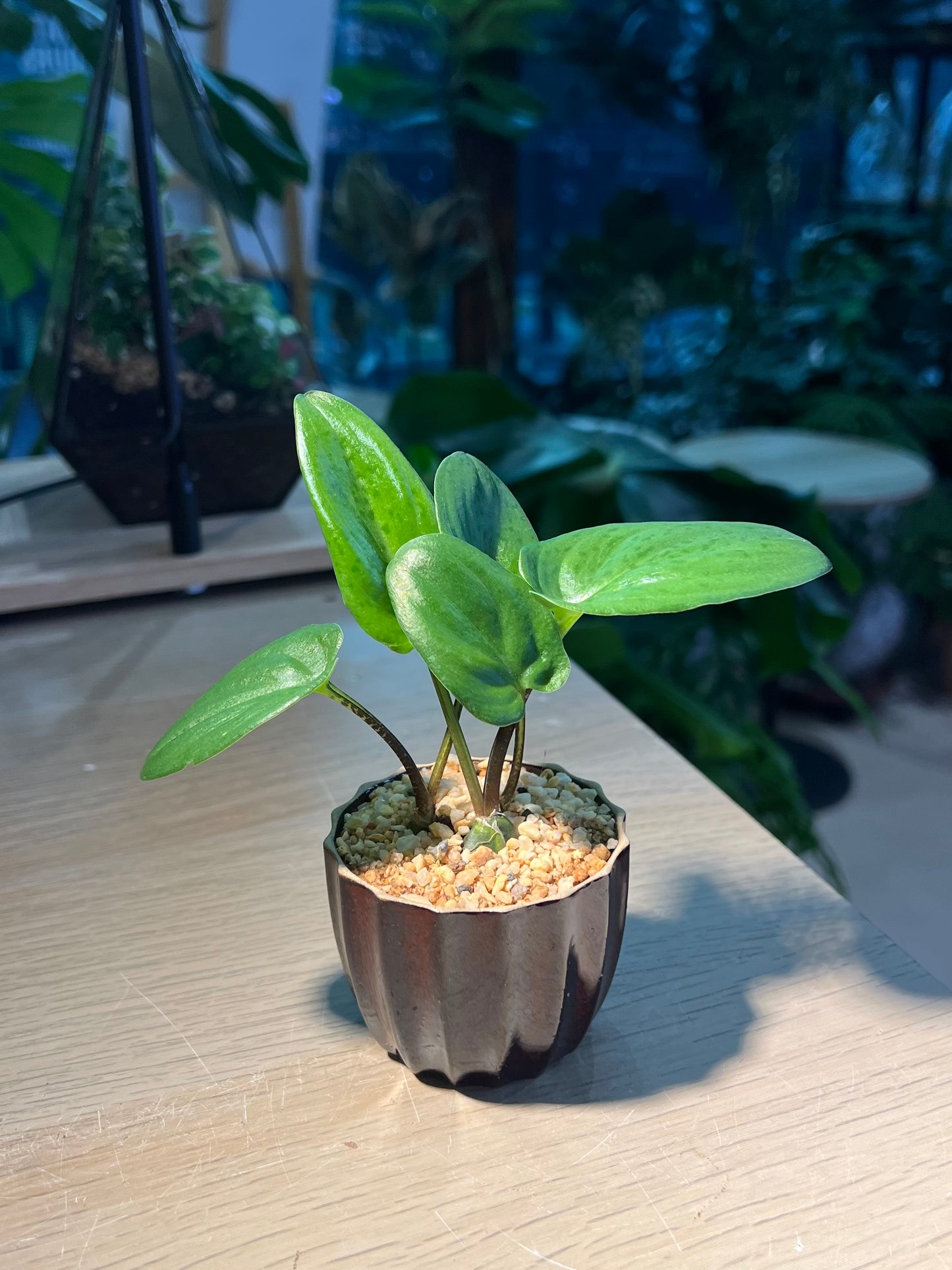 Drimiopsis Maculata (青蛙王子) in Cupcake Ceramic Pot