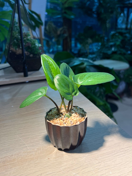Drimiopsis Maculata (青蛙王子) in Cupcake Ceramic Pot