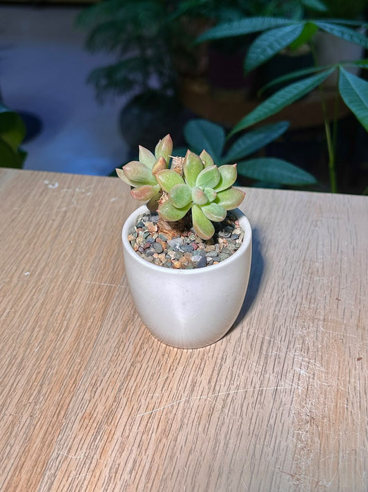 Ghost Plant (θ§ζ) Graptopetalum Paraguayense in Glazed Ceramic Pot