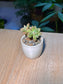 Ghost Plant (胧月) Graptopetalum Paraguayense in Glazed Ceramic Pot