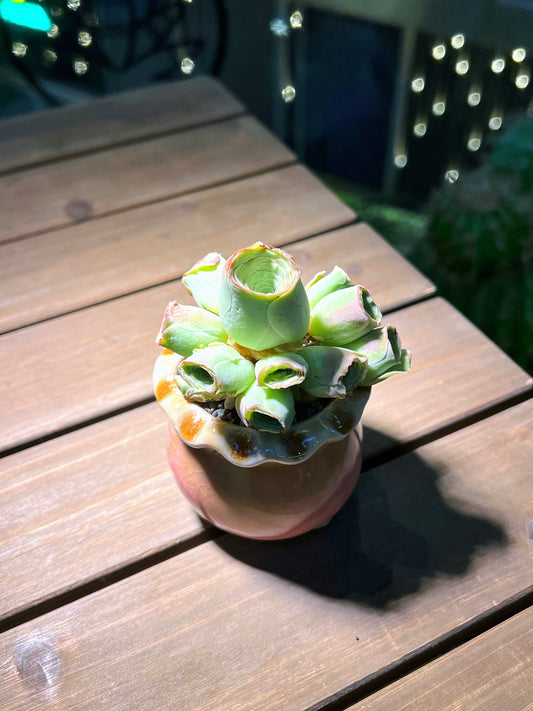 Mountain Rose in Handmade Petal Edge Pot