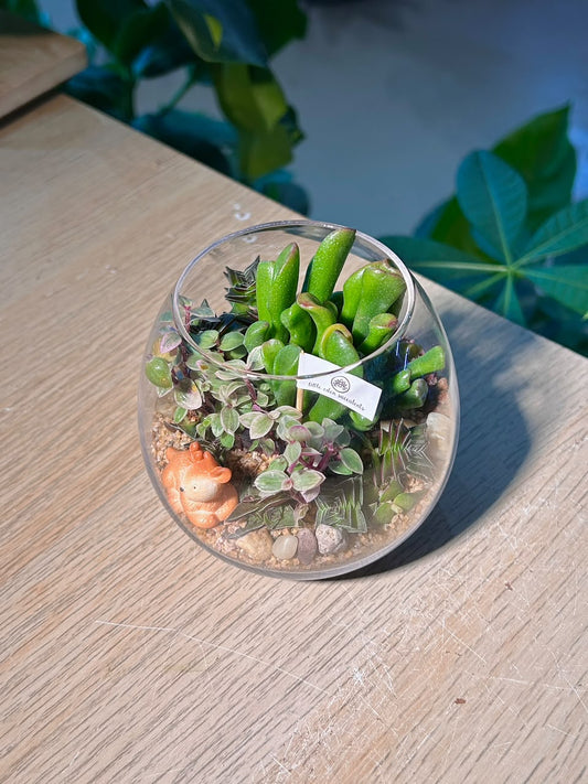 Succulent Arrangement Terrarium (ε€θζ€η©) in Crystal Glass