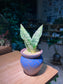 Senseveria in Brownish Blue Ceramic Pot