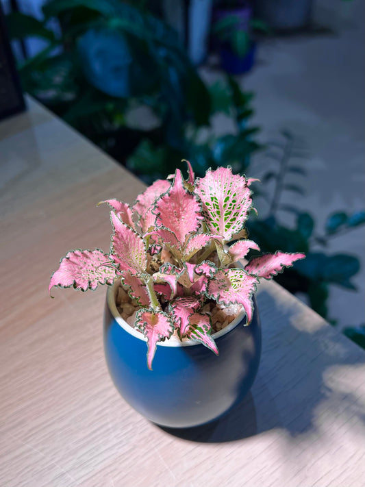 Fittonia in Sea Blue Ceramic Pot