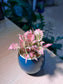 Fittonia in Sea Blue Ceramic Pot