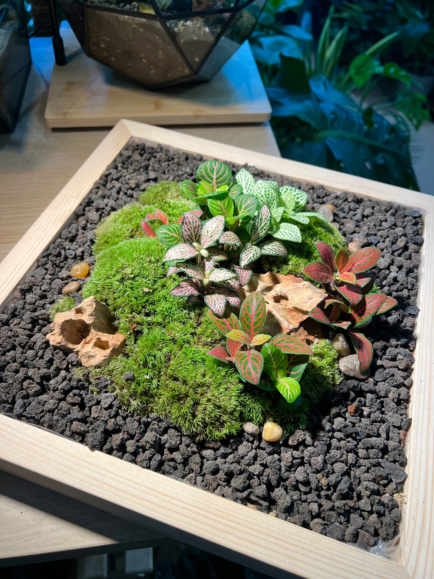 Indoor Plant Arrangement Display in Square Wooden Coaster (customised) - real plants