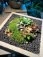 Indoor Plant Arrangement Display in Square Wooden Coaster (customised) - real plants