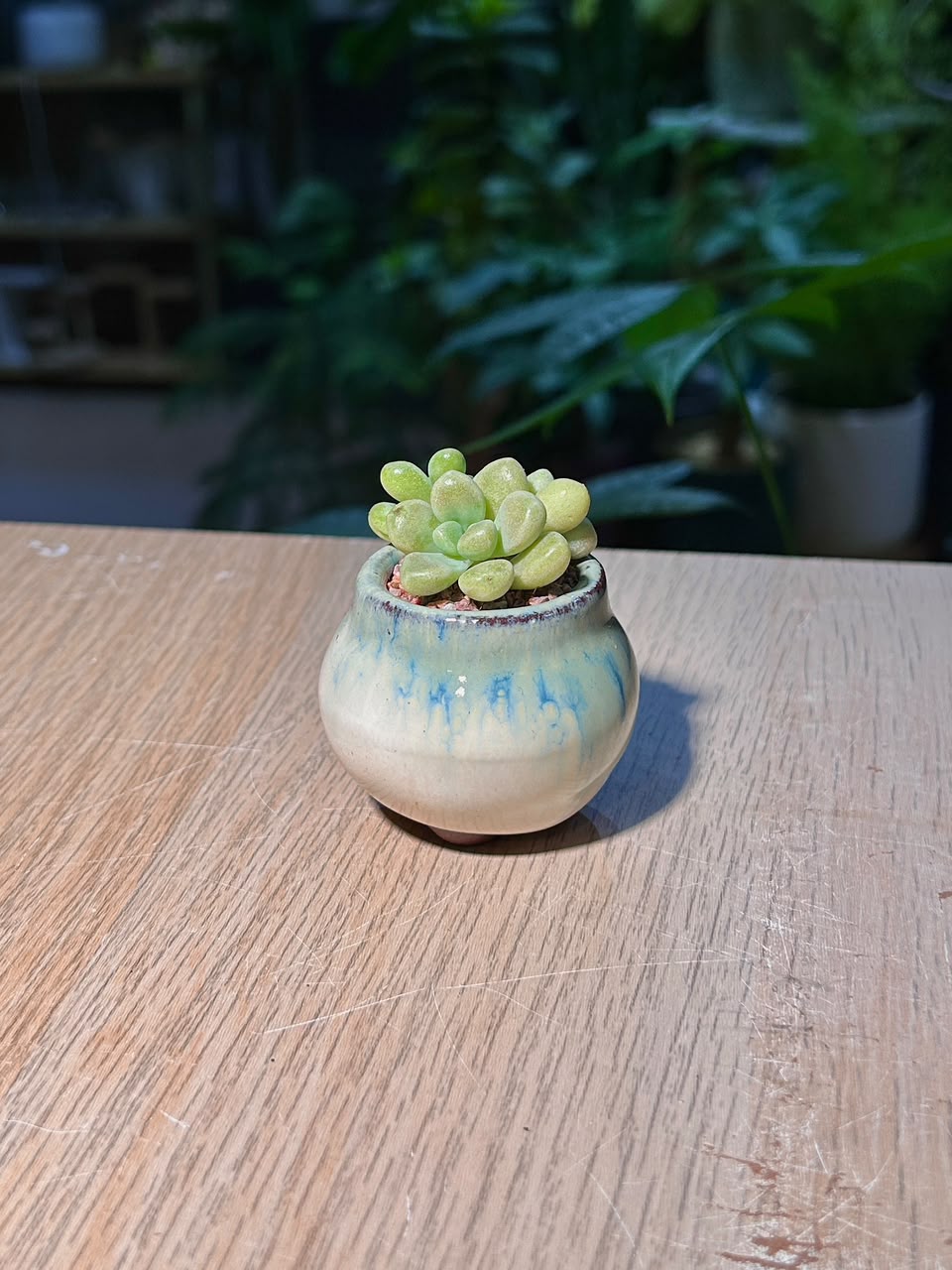 Graptopetalum Amethystinum (桃蛋多肉) Succulent in Flambé Glazed Ceramic Pot