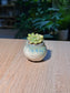 Graptopetalum Amethystinum (桃蛋多肉) Succulent in Flambé Glazed Ceramic Pot
