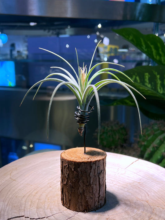 Airplant Relax on Small Tree Trunk