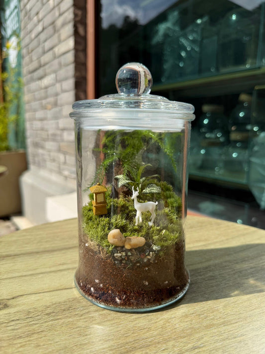 Asparagus Fern with Moss Arrangement in Terrarium Jar (L)