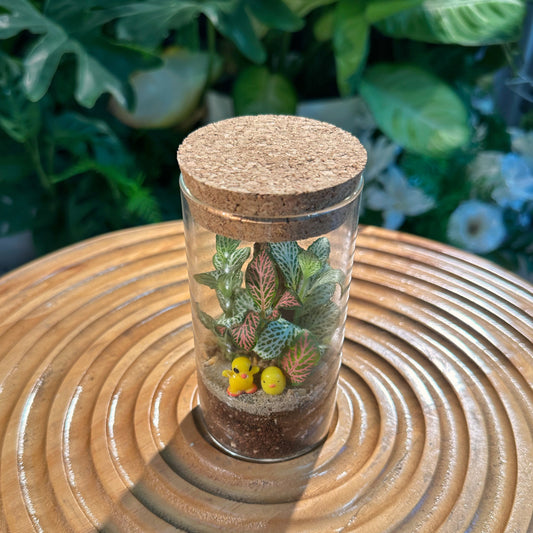 Fittonia in Cylinder Terrarium with Cork(L)