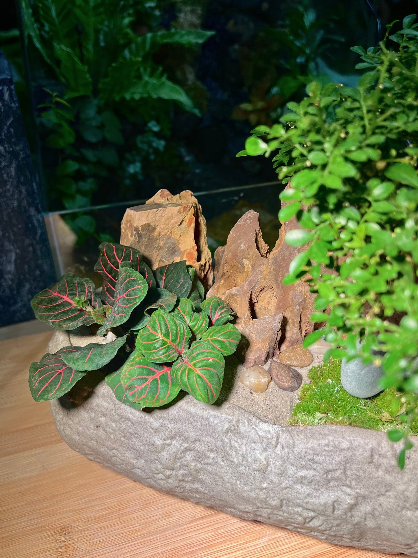 Fittonia and with Moss Arrangement in Faux Stone Concrete Pot