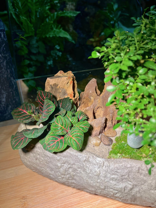 Fittonia and with Moss Arrangement in Faux Stone Concrete Pot