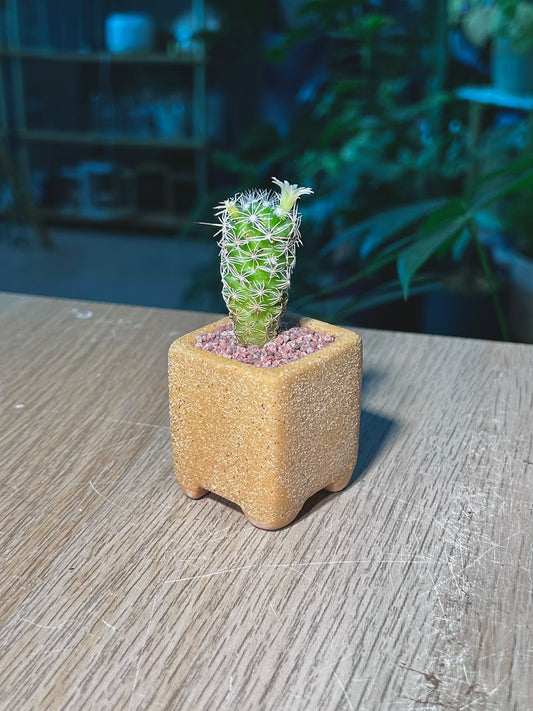 Cactus (δ»δΊΊζ) Mammillaria Gracilis in Textured Yellow Ceramic Pot
