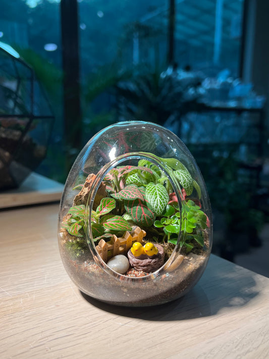 Fittonia with Moss (Indoor Plant) Arrangement in Eggette Glass Terrarium (S)