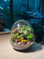Fittonia with Moss (Indoor Plant) Arrangement in Eggette Glass Terrarium (S)