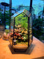 Indoor Plant Arrangement Asparagus Fern & Fittonia & Pumila (文竹 & 网纹草 & 薜荔) in Black Polygonal Tall Glass with Lid (M)