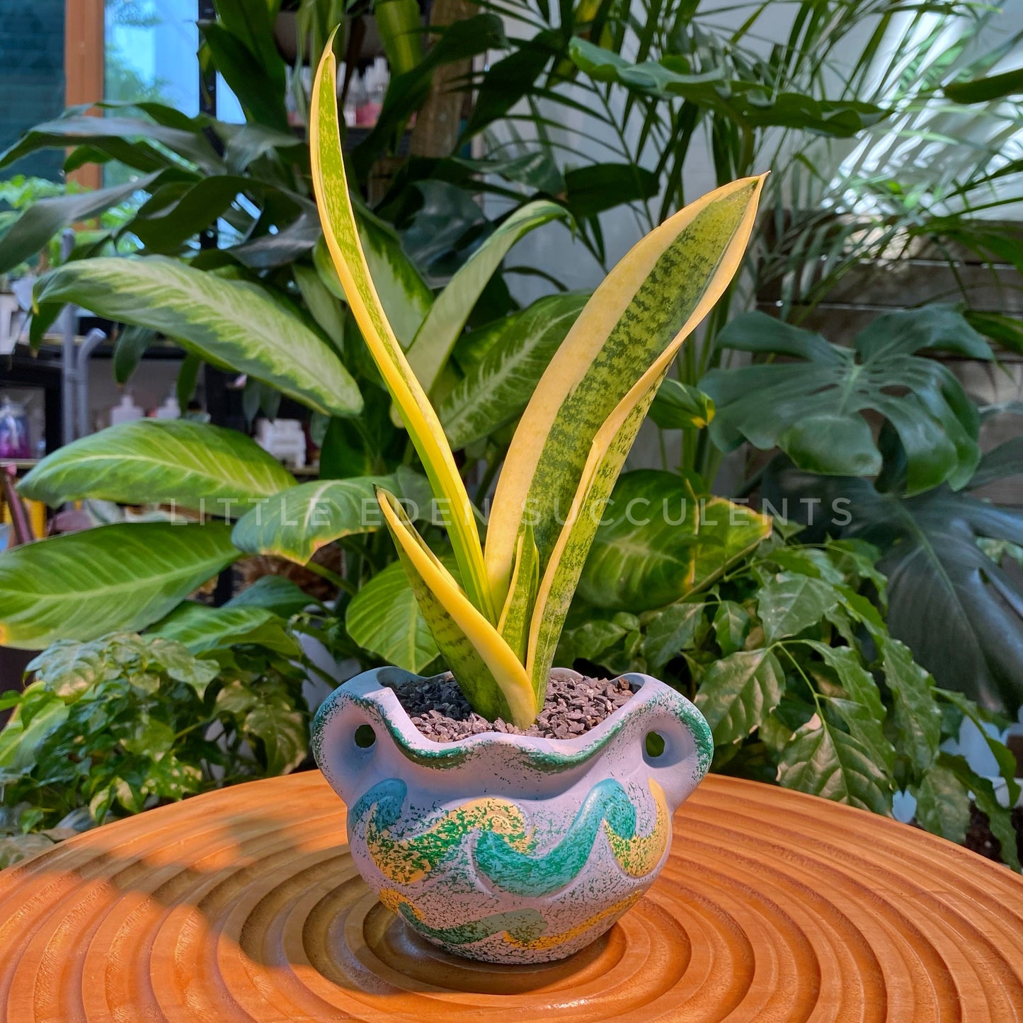 Sansevieria in Blue Ceramic Designer Pot (aka snake plant)