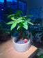 CNY Theme - Pachira Money Tree in Stone Designed Ceramic Pot