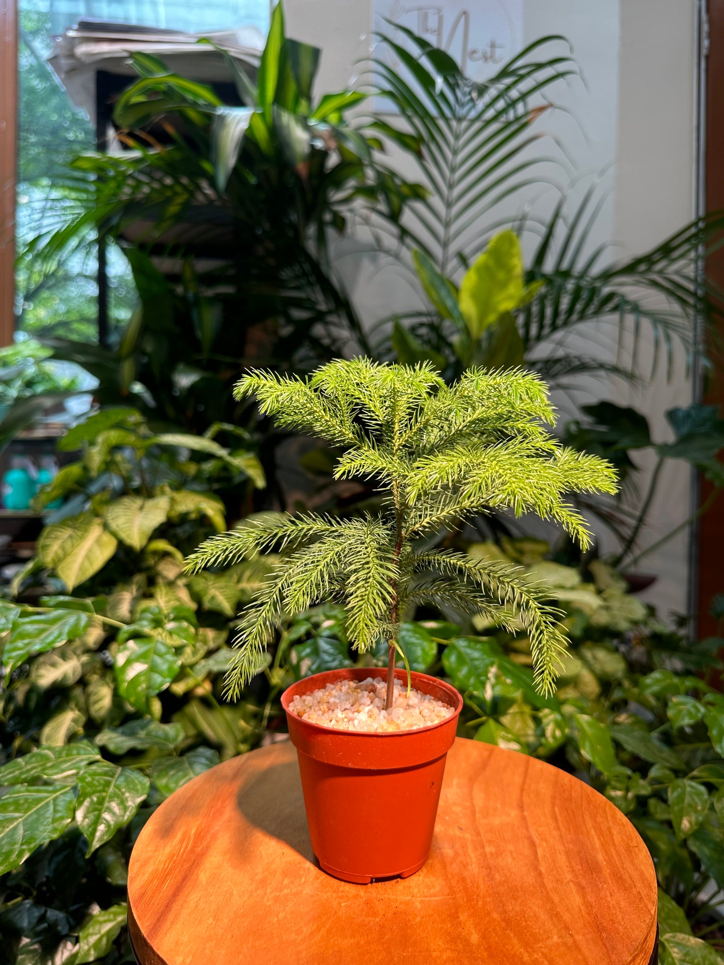 Araucaria Cunninghamii Seedling in Plastic Pot