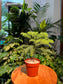 Araucaria Cunninghamii Seedling in Plastic Pot