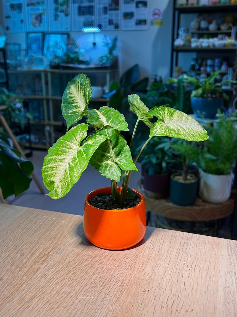 Arrowhead Plant (合果芋) Syngonium Podophyllum in Orange Glazed Ceramic Pot