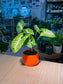 Arrowhead Plant (合果芋) Syngonium Podophyllum in Orange Glazed Ceramic Pot
