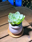 Mountain Rose in Lavender Matt Textured Claypot