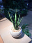Sansevieria Francisii in Round Ceramic Pot