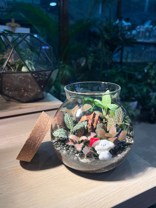 Fittonia (Indoor Plant) Arrangement in Round Covered Glass Terrarium (M)