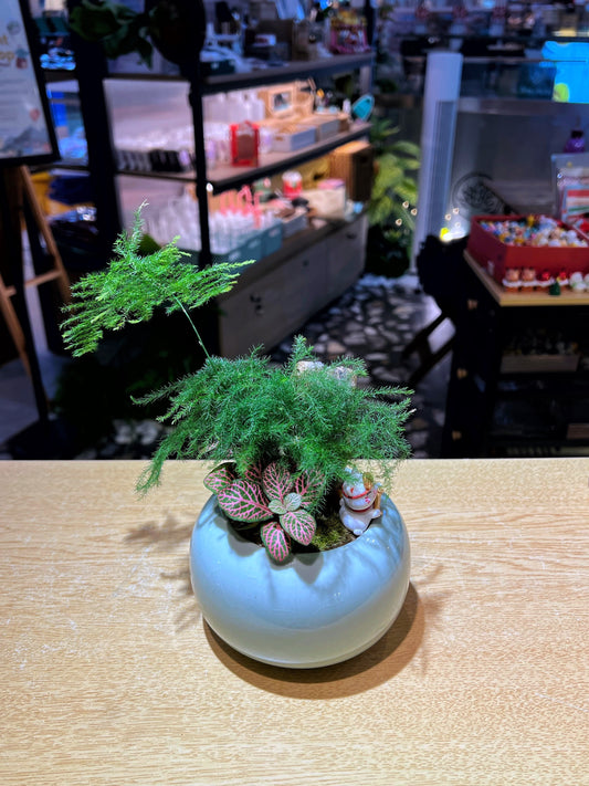 Asparagus Fern Arrangement in Baby Blue Ceramic Pot