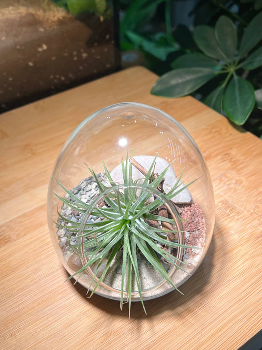 Airplant in Eggette Glass with 2 Random Figurines (S)