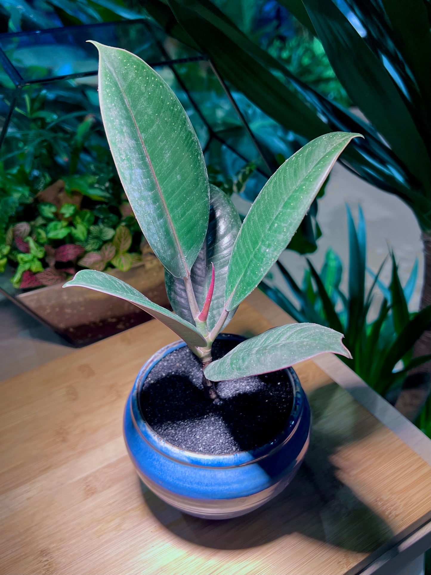 Ficus Elastica in Sea Blue Ceramic Pot