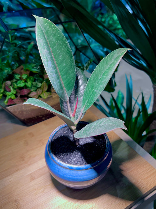 Ficus Elastica in Sea Blue Ceramic Pot