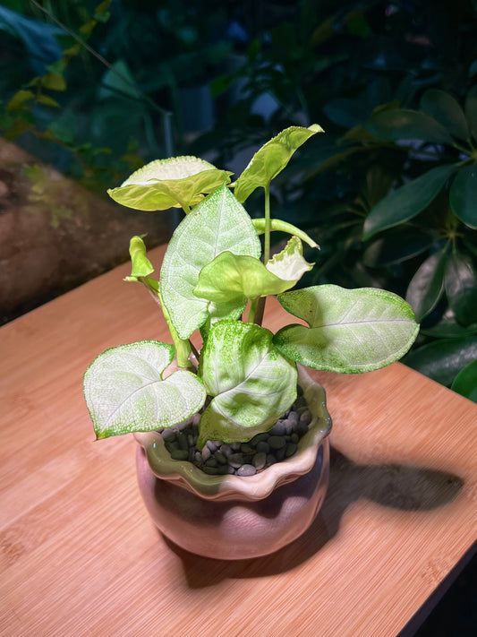 Syngonium in Handmade Petal Edge Ceramic Pot