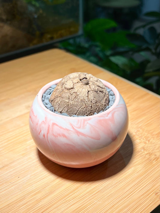 Stephania in Marble Ceramic Pot
