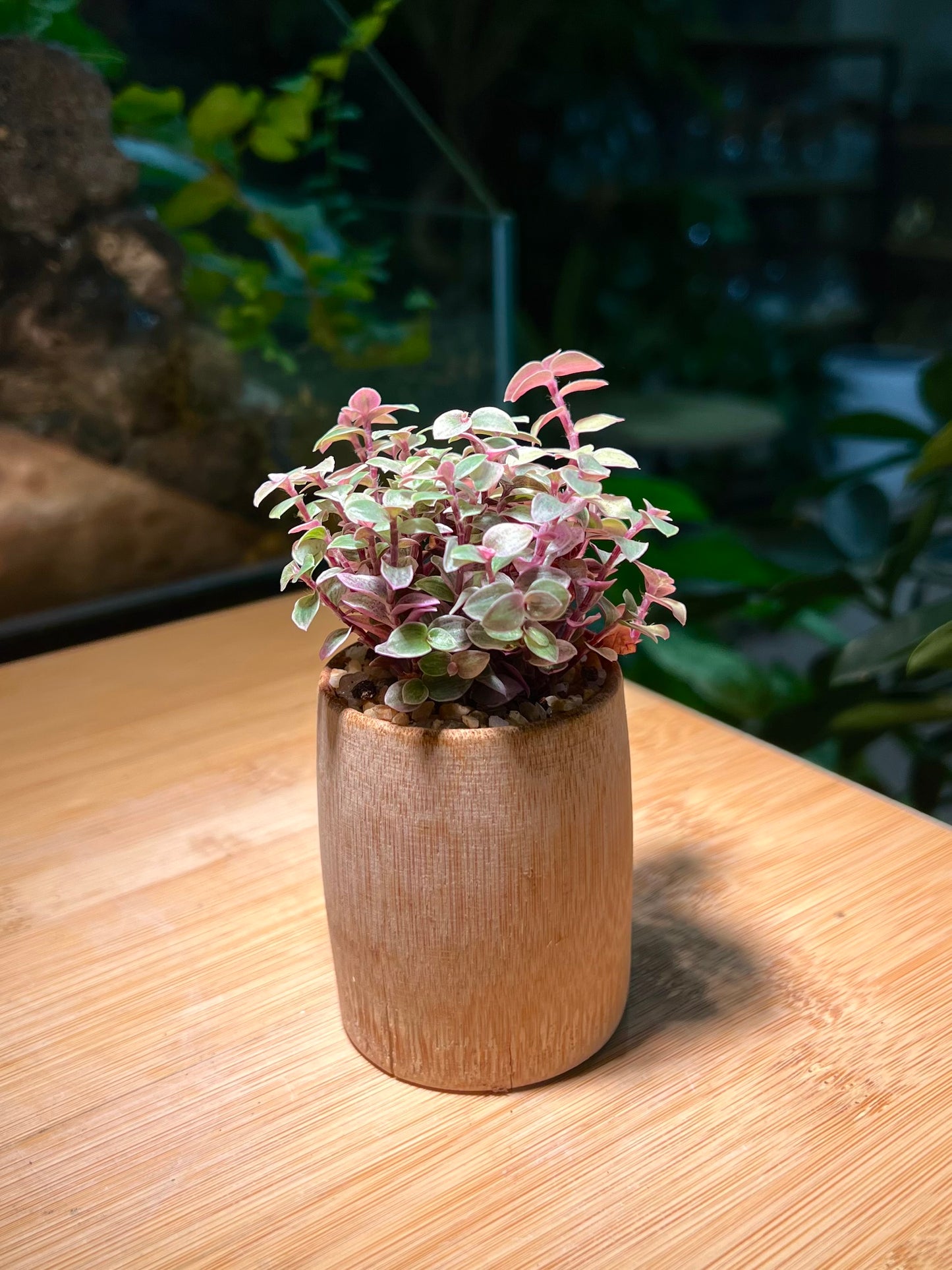 Callisia Pink Lady in Bamboo Pot