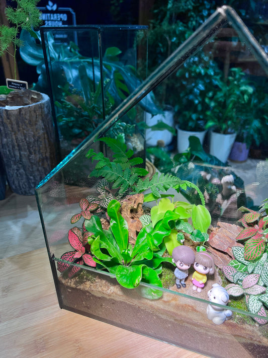 Valentine Gift - Fittonia, Staghorn Fern, Bird Nest Fern and Moss Arrangement in House Shape Aqua Glass