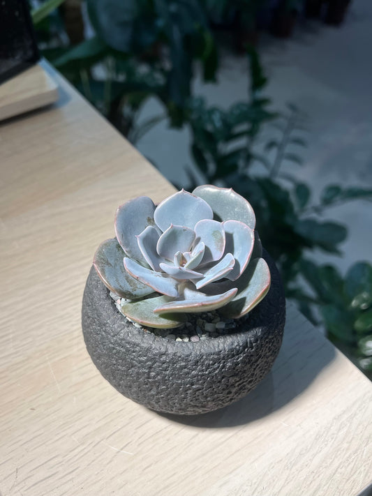 Echeveria ‘Dusty Rose’ in Matt Black Pot