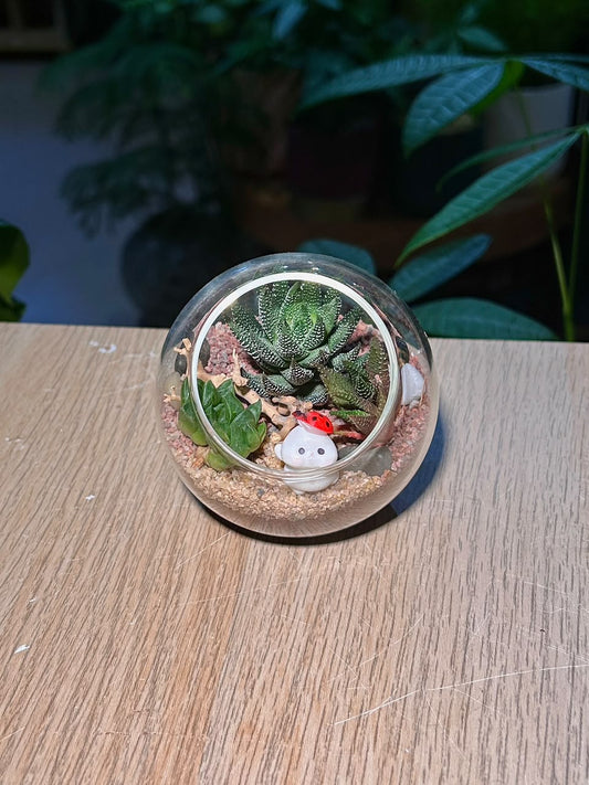Succulent Arrangement Terrarium (十二卷属) Harworthia in Round Glass (S)