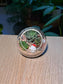 Succulent Arrangement Terrarium (十二卷属) Harworthia in Round Glass (S)