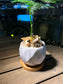 Asparagus Fern in Handmade Geometric Concrete Pot with Bamboo Coaster