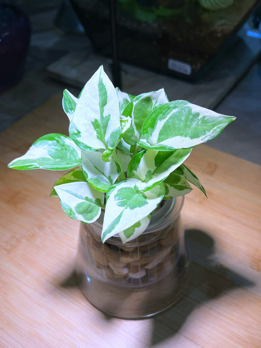 Pothos Njoy in Fuji Glass