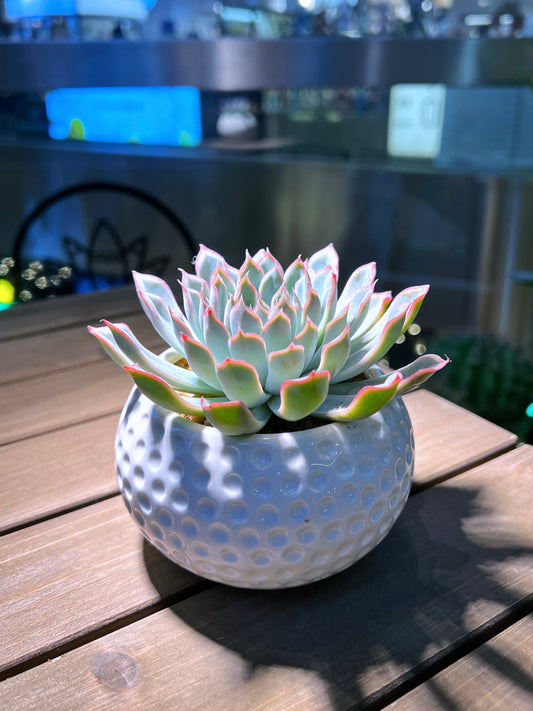 Echeveria in Golf Pot