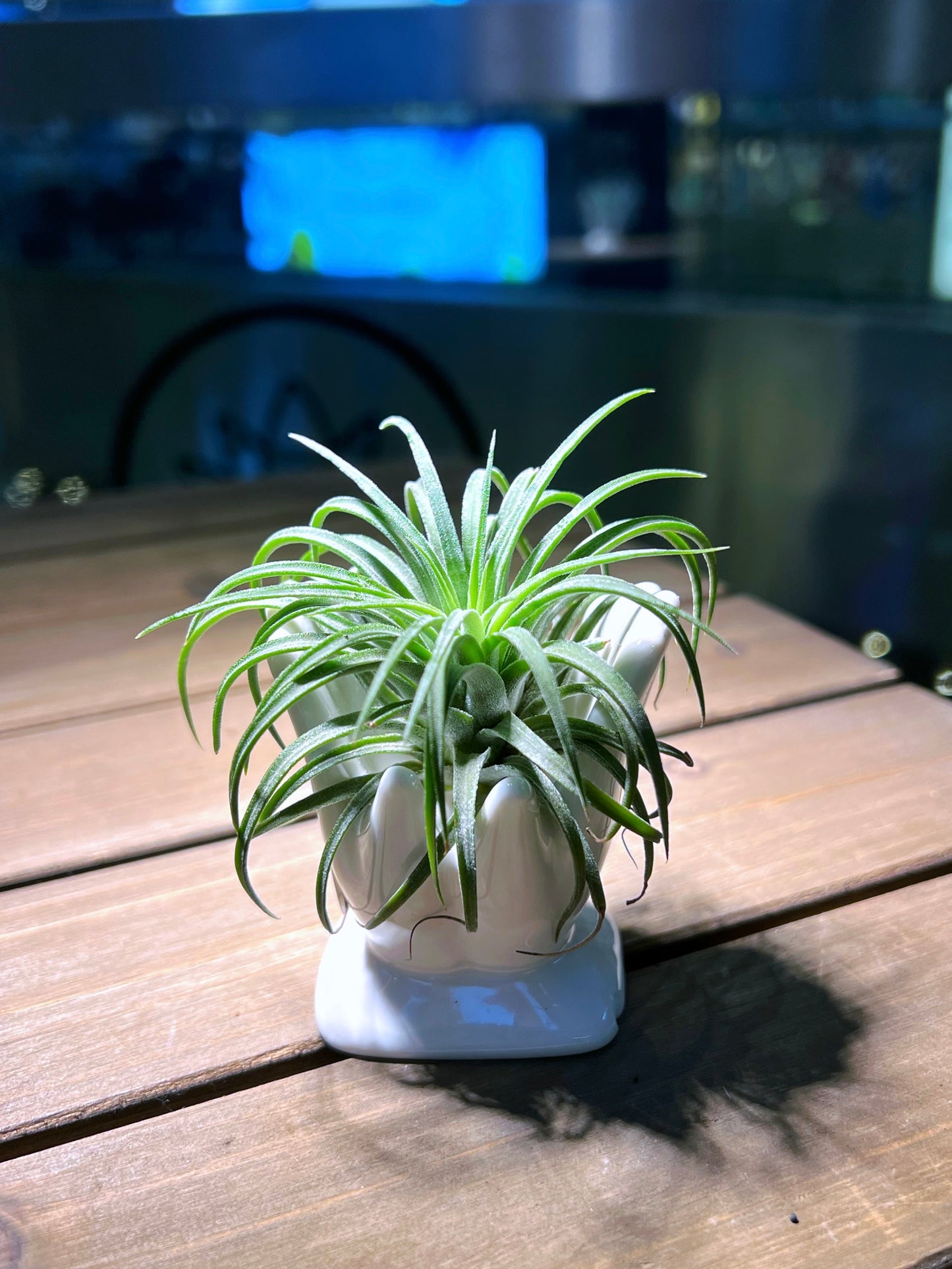 Airplant on Welcome Hand Holder