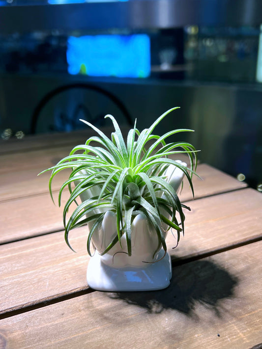 Airplant on Welcome Hand Holder